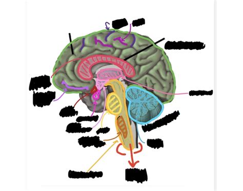 brain anatomy 1 Quiz