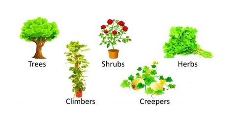 Plant family characteristics, examples, and floral formula - Basic Agricultural Study