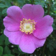 Wild Rose Flower — Wildfoodsandmedicines