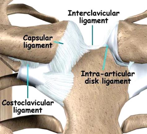 Biomechanics and treatment of acromioclavicular and sternoclavicular ...