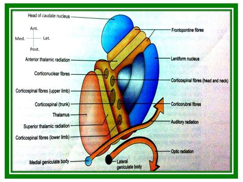 Internal Capsule-Anatomy