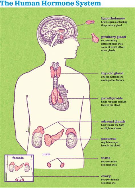 Functional Aging and Hormone Health - IDEA Health & Fitness Association