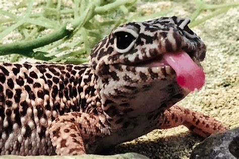 Why Do Lizards Flick Their Tongues? Explained!