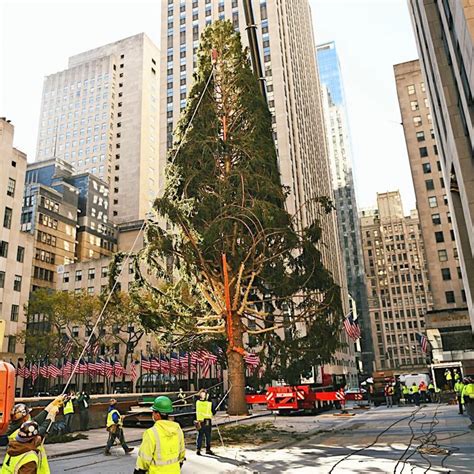 What Happened to the Rockefeller Christmas Tree