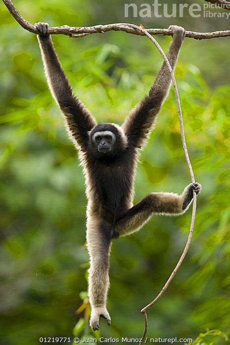 Nature Picture Library Grey gibbon (Hylobates muelleri) swinging from branch in rainforest and ...