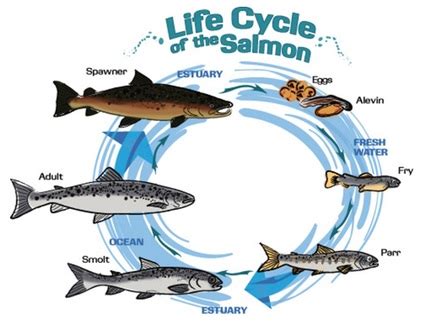 Salmon Life Cycle - Salmon facts