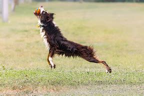 Dogs in action | captivatingk9s