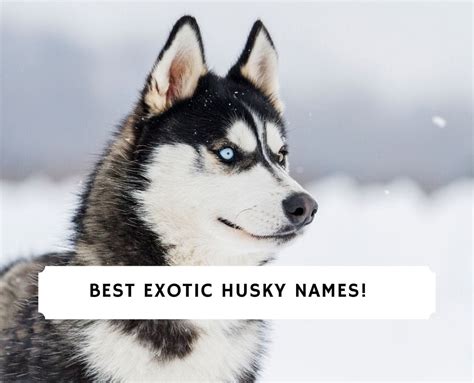 51 Best Exotic Husky Names! (2024) - We Love Doodles