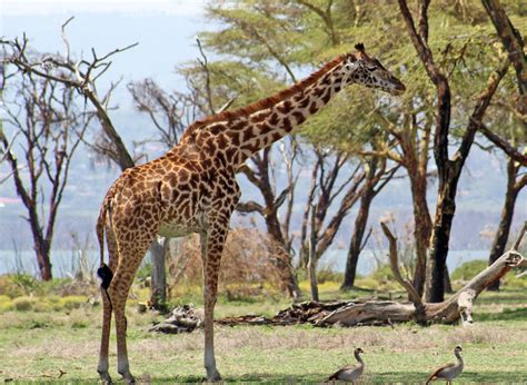 Giraffa tippelskirchi (Masai giraffe) (Kenya) 2 | Giraffa ti… | Flickr