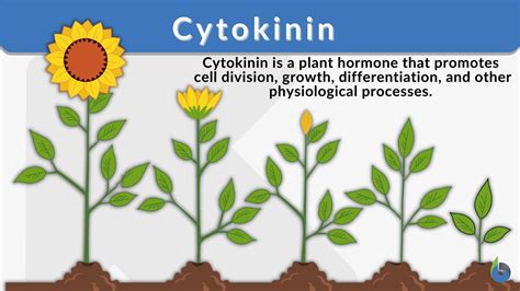 Cytokinin Definition and Examples - Biology Online Dictionary