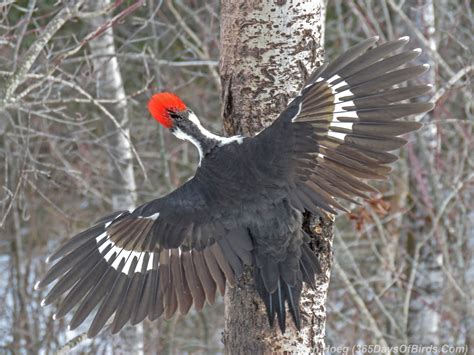 Birds Behaving Badly! Pileated Woodpecker Fight | 365 Days of Birds