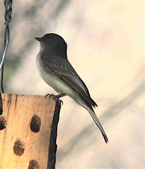 eBird Checklist - 17 Oct 2020 - Davis Mountains State Park - Wildlife Viewing Building - 19 ...