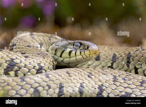 grass snake (Natrix natrix), basking on heathland, United Kingdom, England, Dorset, Hartland ...