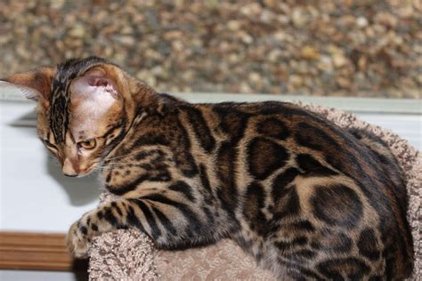Bengal Cat Purrfect Cat Breeds - vrogue.co