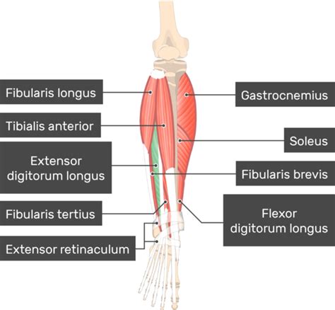 Extensor Digitorum Longus: origin, insertion, action | GetBodySmart