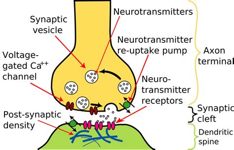 Difference Between Neurotransmitters and Hormones | Compare the Difference Between Similar Terms