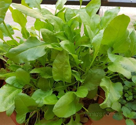 How to grow Spinach in containers |Pots - Vanita's Corner