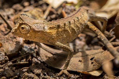 Pet trade relies on ‘disposable’ wild chameleons from Madagascar