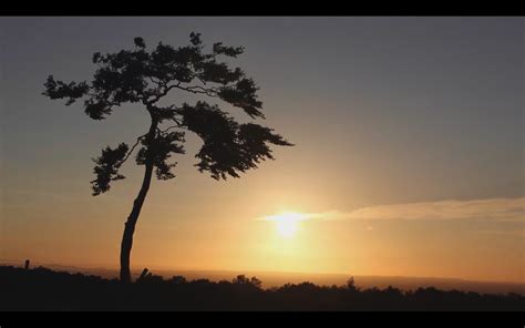 NatureClip: Free Stock Footage: Free 4K time-lapse! Tree at sunset