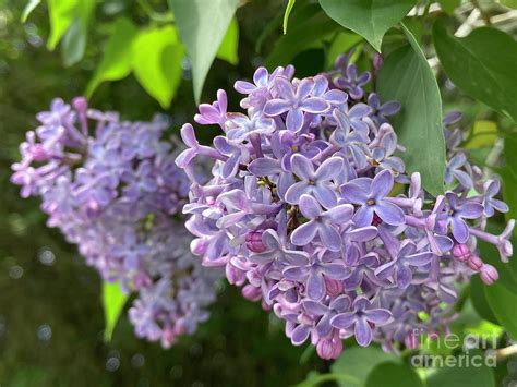 Purple lilac tree Photograph by Jessica Goff