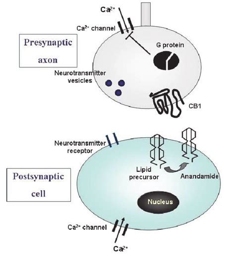 The mechanism of action of anandamide | Download Scientific Diagram