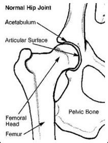 Hip Dysplasia in Dogs