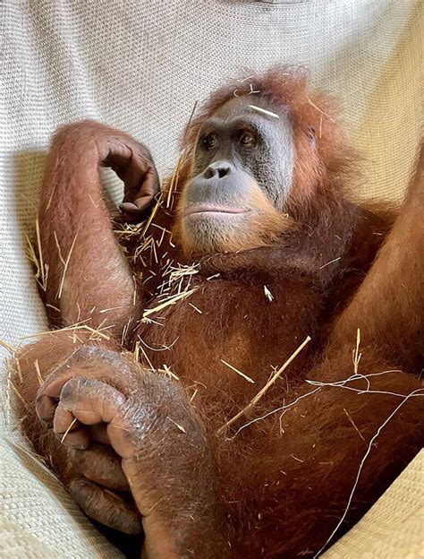 Best name for cute baby orangutan: Rudy, Roux or Maymuun?