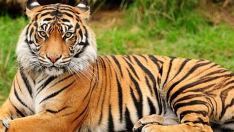 The Royal Bengal Tiger: India’s Majestic National Animal | by Laura Bell | Medium