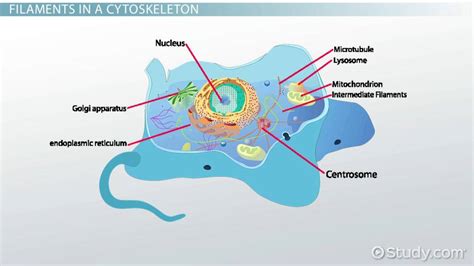 Intermediate Filaments | Overview, Function & Structure - Lesson | Study.com