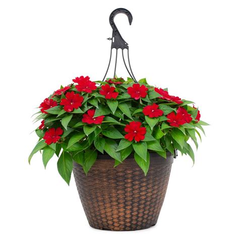 SunPatiens 2 Gal. Sunpatien Impatien Plant Red Flowers in 12 In. Hanging Basket-DC12HBSUNRED ...