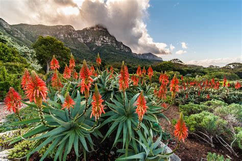 Kirstenbosch National Botanical Garden (with Map & Photos)