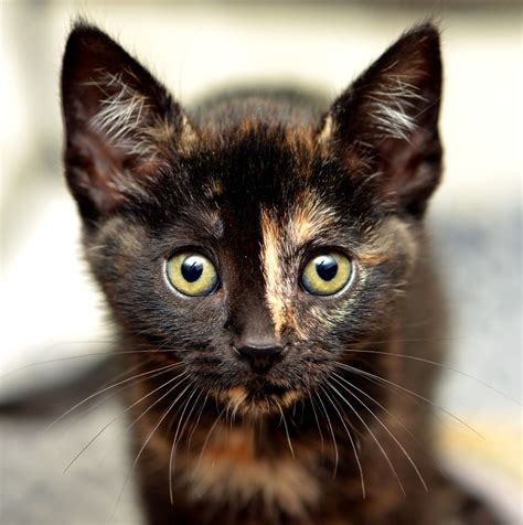 Tortie | Pretty cats, Baby cats, Tortie kitten