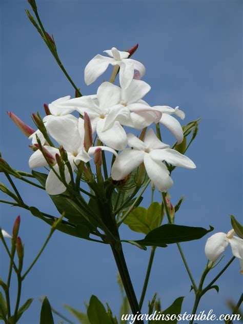 Jasminum Officinale (Jazmín Común)