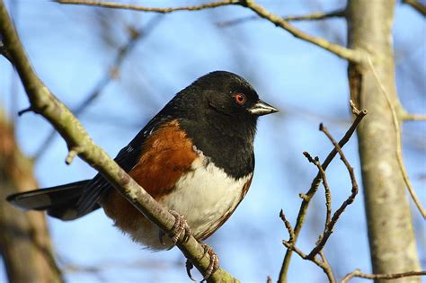 Rufous Sided Towhee Photograph by Michele Wright - Fine Art America