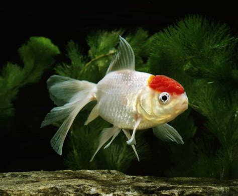 Oranda Goldfish Complete Care Guide: Tips And Advice