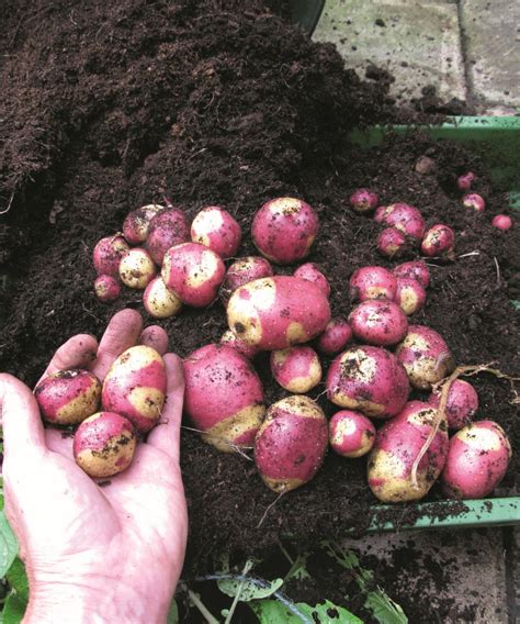 Best potato varieties: 12 top crops for your vegetable patch | Homes ...