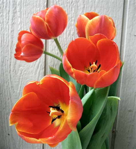 Orange Tulips - Flowers Photo (724969) - Fanpop