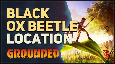 Black Ox Beetle Location Grounded - YouTube