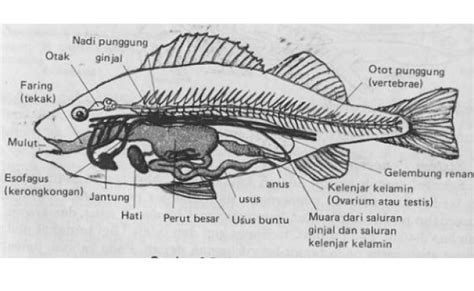 36 Anatomi Ikan Mas Pictures Girishr Kumar – Otosection