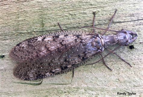 What is that strange big insect? Dobsonflies, hellgrammites, and fishflies (Corydalidae) — Bug ...