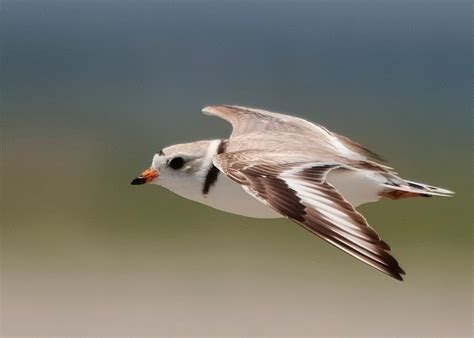 Piping Plover - eBirdr