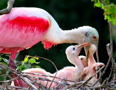 Roseate Spoonbill Family | Beautiful birds, Nature birds, Birds butterflies