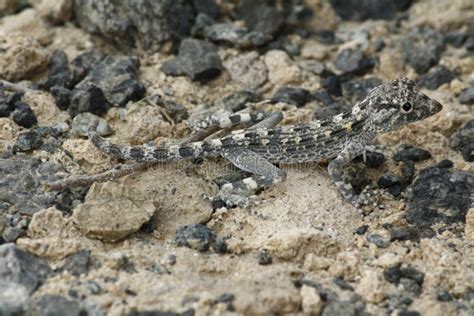 Lizard Camouflage stock photo. Image of animal, camouflage - 33221078