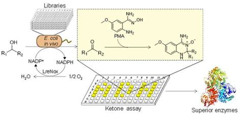 Novel high-throughput screening method developed for ketones