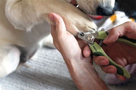 Can You Cut A Dogs Nails With Scissors
