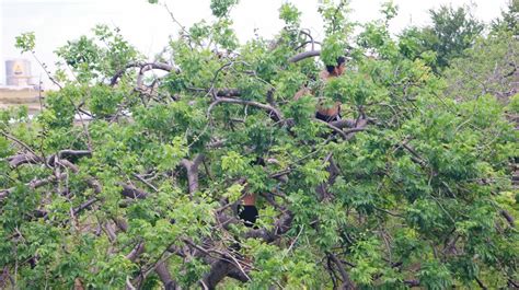 spot the kids harvesting the fruit, Sineguelas on the trees | Plants, Tree, Garden