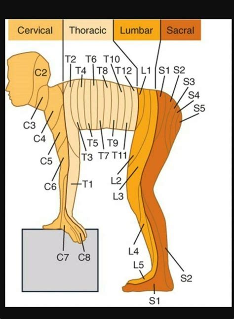 Pin by Kimberly Wise on anatomy | Medical anatomy, Medical studies ...