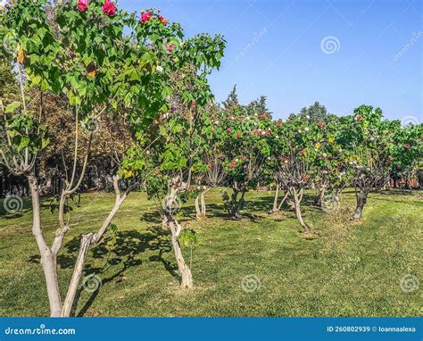 Hibiscus Mutabilis Flowering Tree Plantation In City Park In Antalya ...