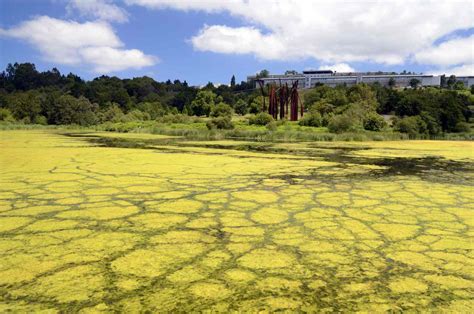 What Is Nutrient Pollution? Causes, Impacts, and Mitigation