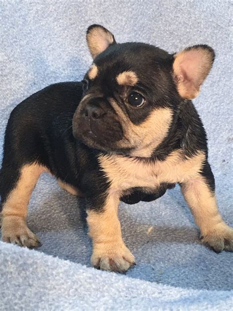 AKC BLACK AND TAN FRENCH BULLDOG FEMALE – JJG Frenchies